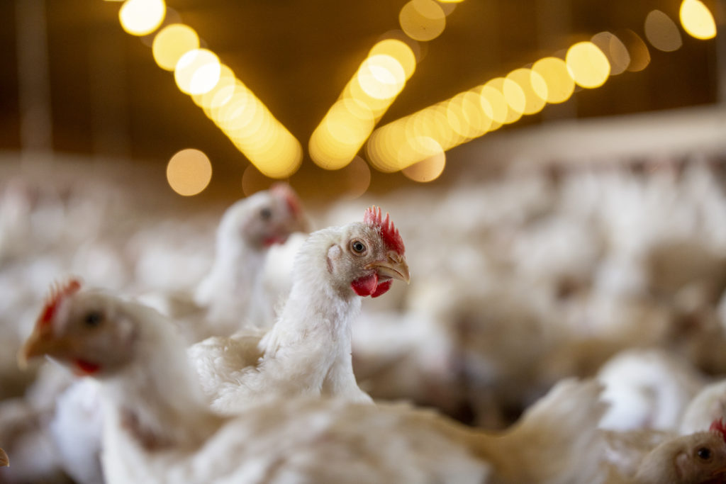 animal welfare